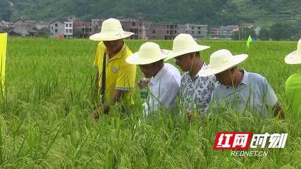 湖南:绥宁县被农业农村部认定为国家级制种大县